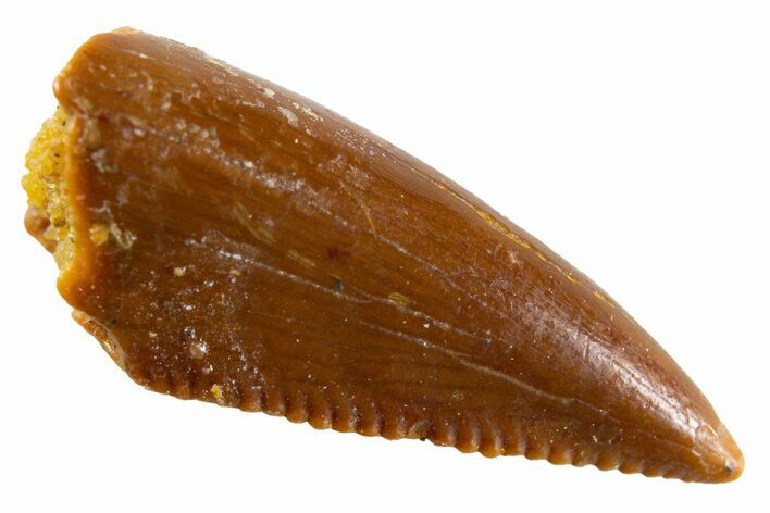 Serrated, Raptor Premaxillary Tooth - Real Dinosaur Tooth #346995